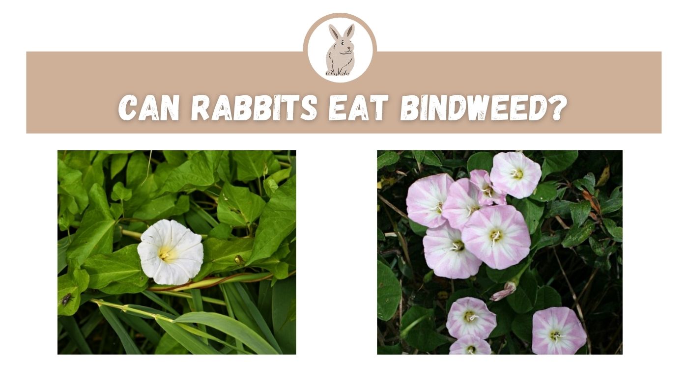 Can Rabbits Eat Bindweed? The Rabbit Expert