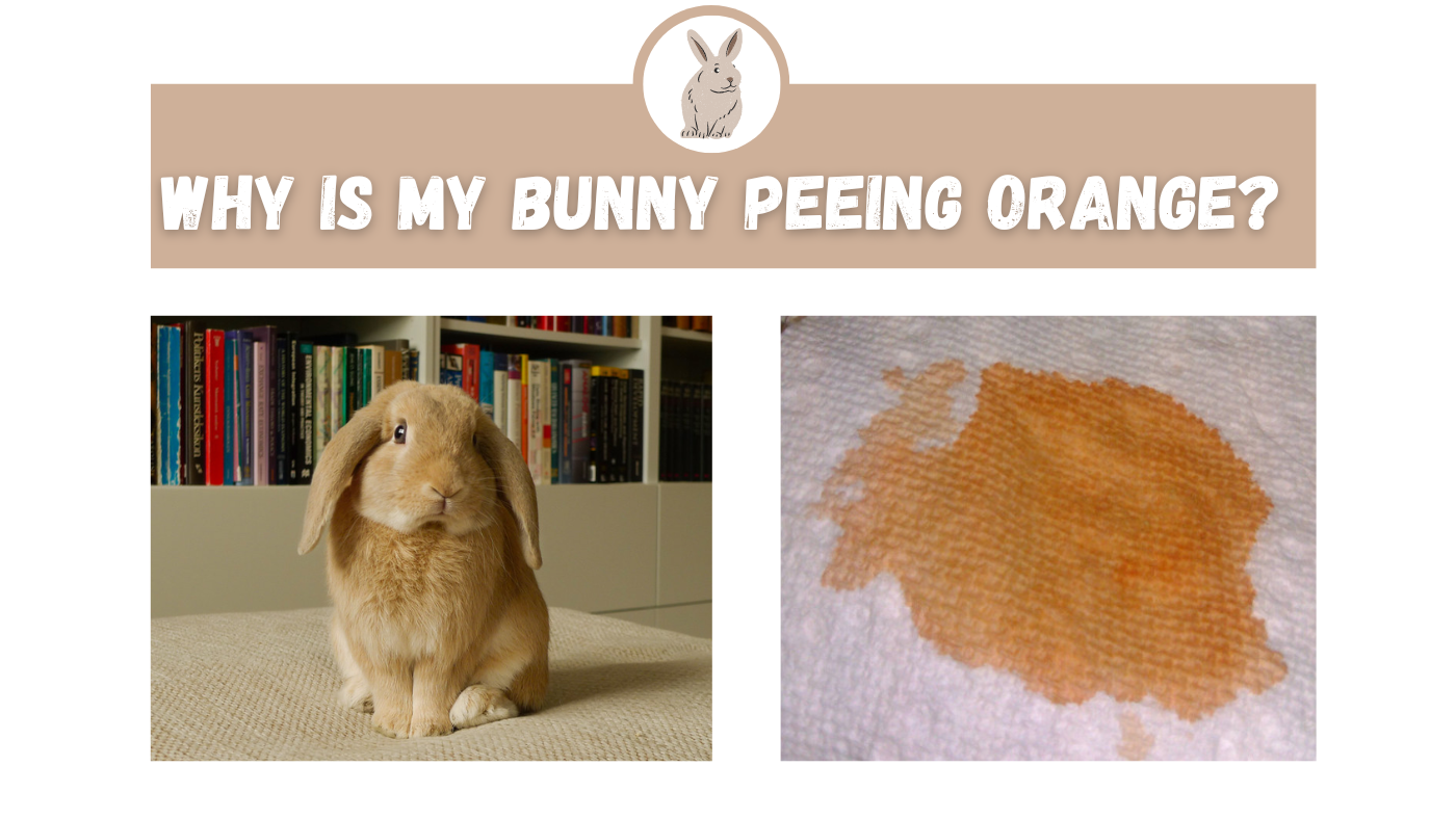Why Is My Bunny Peeing Orange The Rabbit Expert